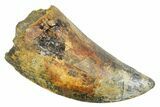 Serrated, Fossil Tyrannosaurus (Trex) Tooth - Wyoming #372361-1